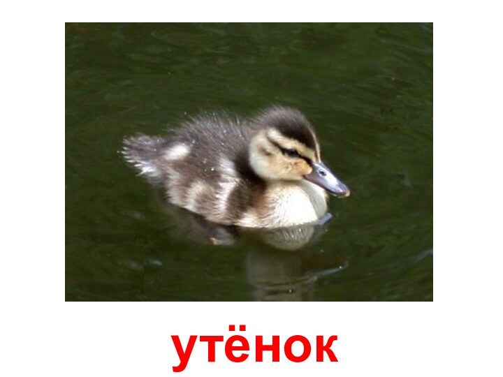 утёнок