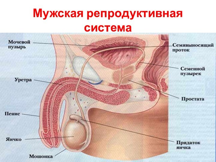 Мужская репродуктивная система