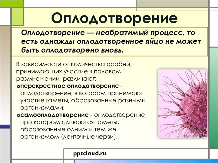 ОплодотворениеОплодотворение — необратимый процесс, то есть однажды оплодотворенное яйцо не может быть