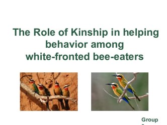 The role of kinship in helping behavior among white-fronted bee-eaters