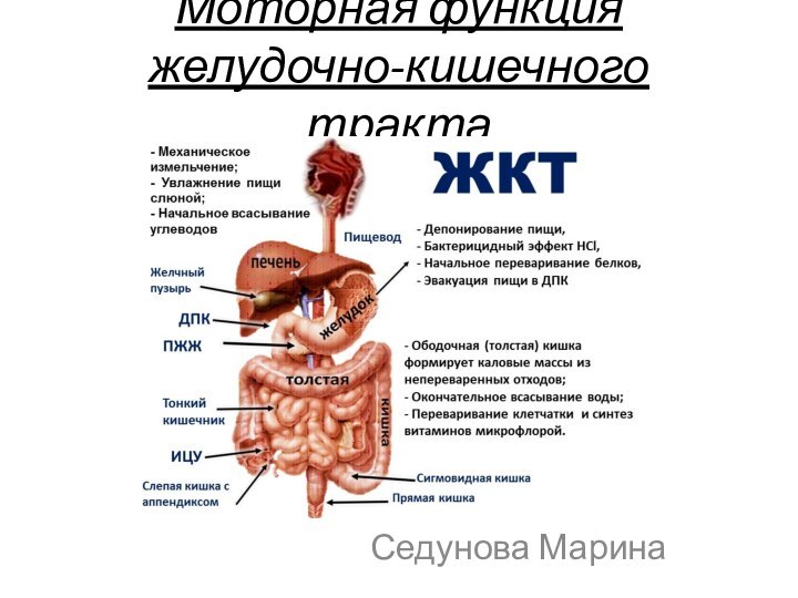 Моторная функция желудочно-кишечного тракта Седунова Марина