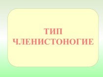 Тип Членистоногие