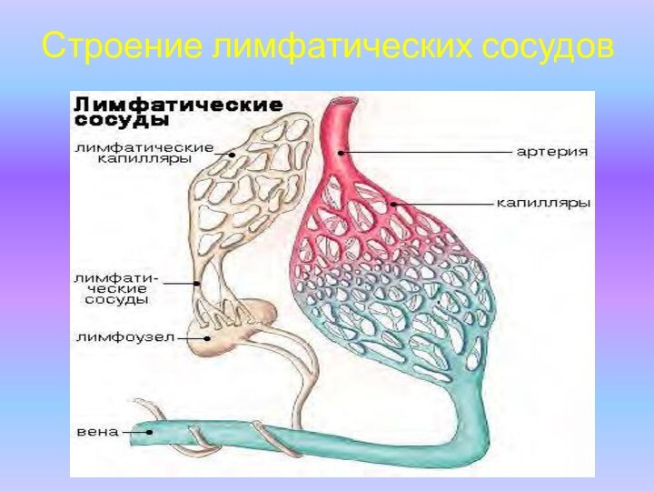 Строение лимфатических сосудов