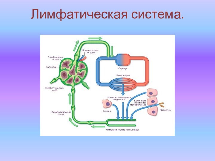 Лимфатическая система.