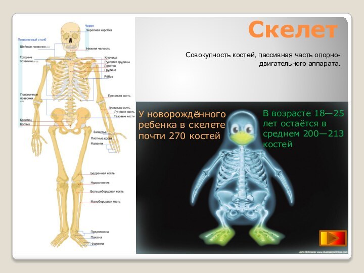 Скелет Совокупность костей, пассивная часть опорно-двигательного аппарата.У новорождённого ребенка в скелете почти 270