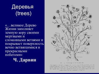 Деревья (trees)