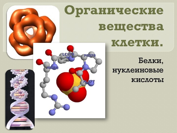 Органические вещества клетки.Белки, нуклеиновые кислоты