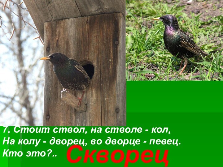 7. Стоит ствол, на стволе - кол,На колу - дворец, во дворце - певец.Кто это?.. Скворец