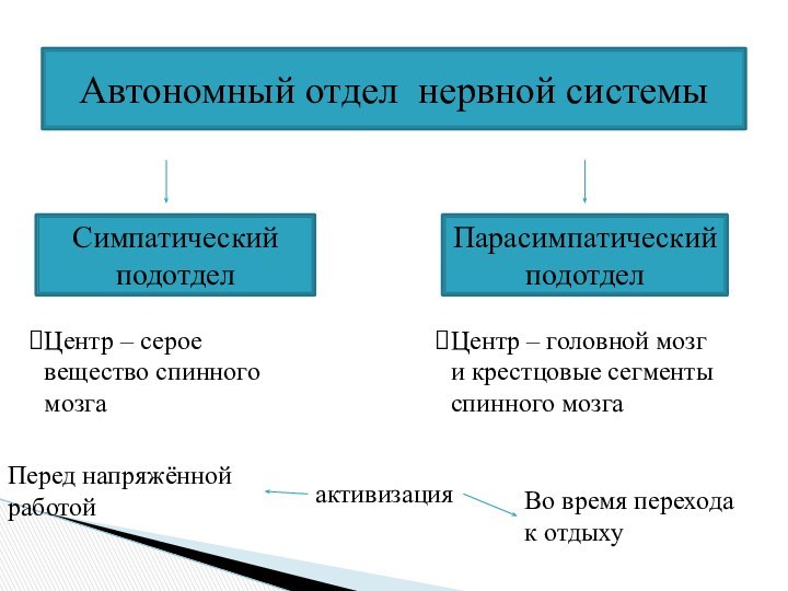 Автономный отдел нервной системыСимпатический подотделПарасимпатический подотделЦентр – серое вещество спинного мозгаЦентр –