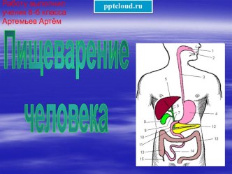 Пищеварение человека