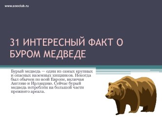 31 интересный факт о буром медведе