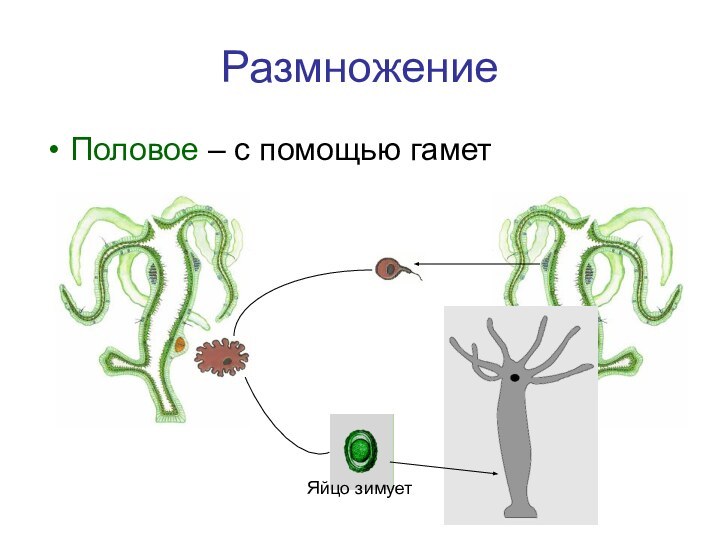 РазмножениеПоловое – с помощью гаметЯйцо зимует