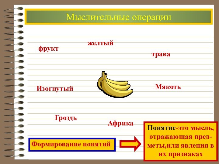 Мыслительные операциифруктжелтыйтраваИзогнутыйГроздьАфрикаМякотьФормирование понятийПонятие-это мысль,отражающая пред-меты,или явления вих признаках