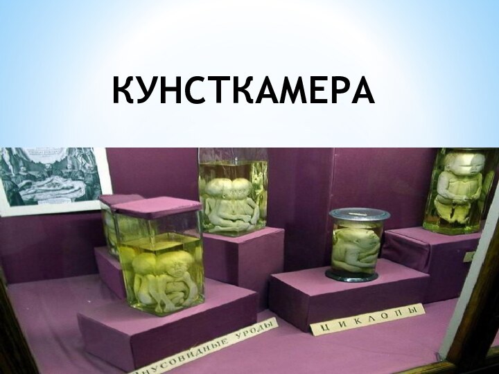 КУНСТКАМЕРА