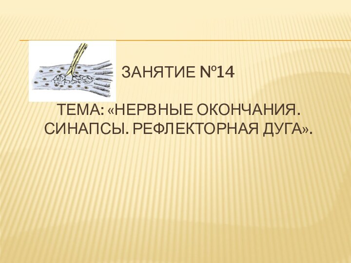 Занятие №14  ТЕМА: «нервные окончания. Синапсы. Рефлекторная дуга».