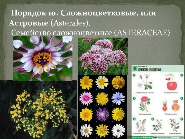  Порядок 10. Сложноцветковые, или Астровые (Asterales).  Семейство сложноцветные (ASTERACEAE)