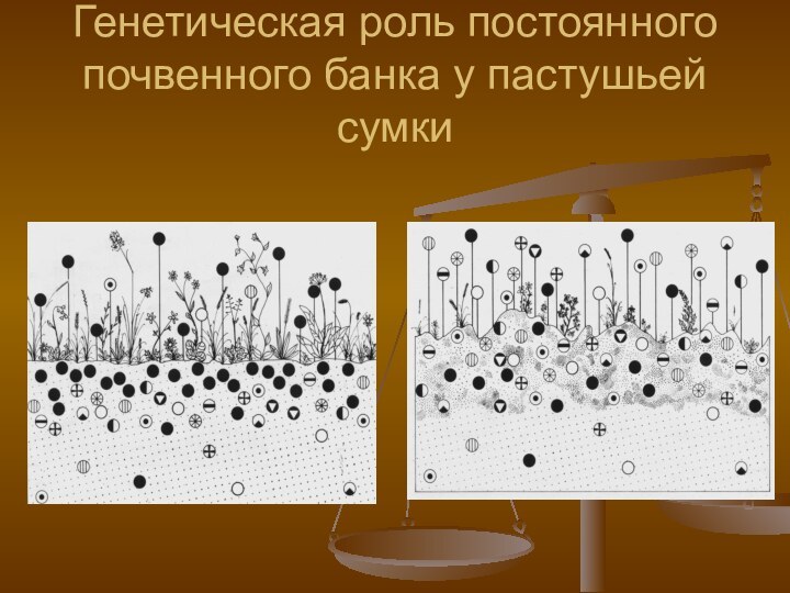 Генетическая роль постоянного почвенного банка у пастушьей сумки