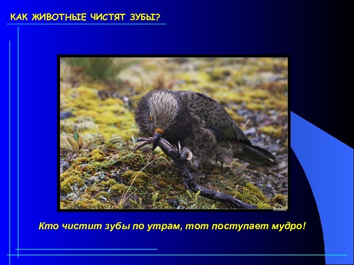 КАК ЖИВОТНЫЕ ЧИСТЯТ ЗУБЫ?Кто чистит зубы по утрам, тот поступает мудро!