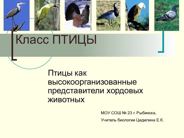 Класс ПТИЦЫ Птицы как высокоорганизованные представители хордовых животных МОУ СОШ