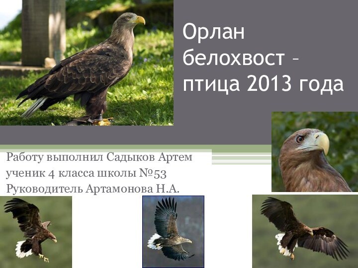Орлан белохвост – птица 2013 года Работу выполнил Садыков Артемученик 4 класса школы №53Руководитель Артамонова Н.А.