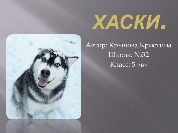 Хаски.Автор: Крылова КристинаШкола: №32Класс: 5 «в»