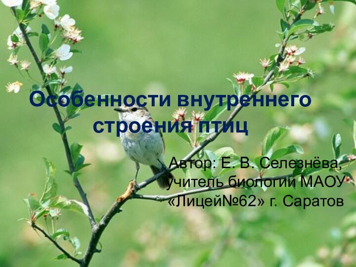 Особенности внутреннего строения птицАвтор: Е. В. Селезнёва, учитель биологии МАОУ «Лицей№62» г. Саратов