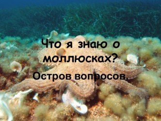 Что я знаю о моллюсках?