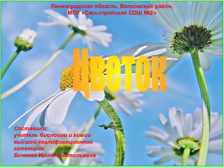 Ленинградская область, Волховский район, МОУ «Сясьстройская СОШ №2» Составила:учитель биологии и химиивысшей квалификационной категорииБочкова Ирина АнатольевнаЦветок