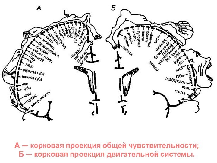 А — корковая проекция общей чувствительности;Б — корковая проекция двигательной системы.