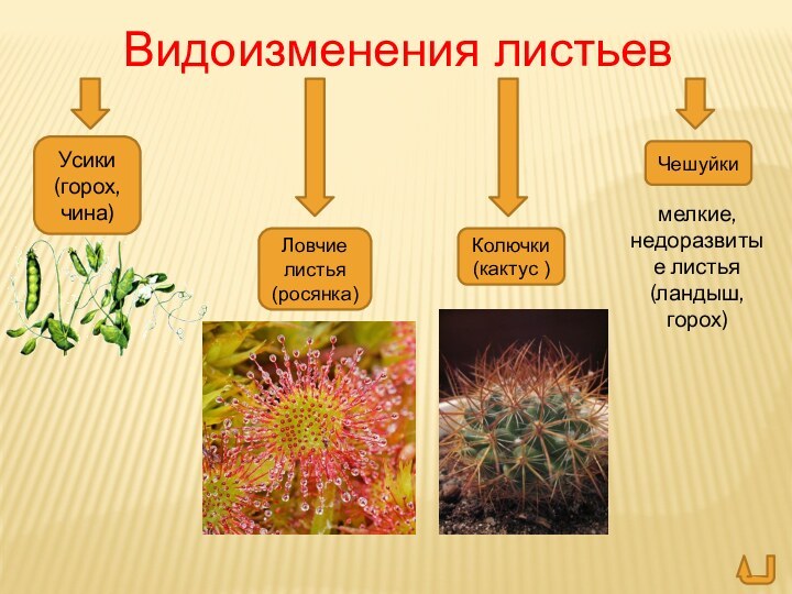 Видоизменения листьевУсики (горох, чина)Ловчие листья (росянка)Колючки (кактус )Чешуйки мелкие, недоразвитые листья (ландыш, горох)