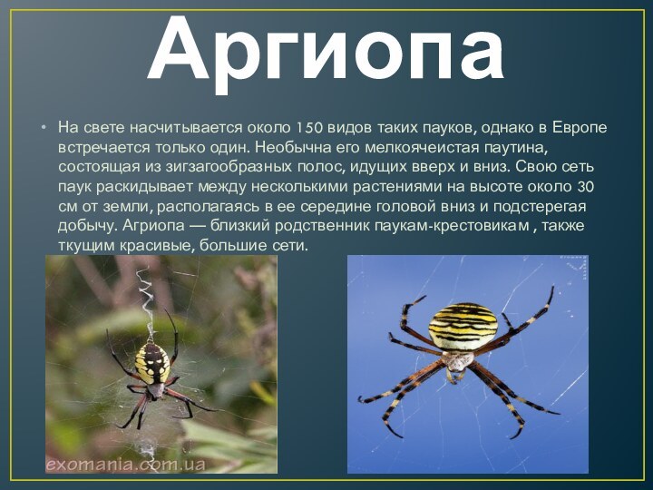АргиопаНа свете насчитывается около 150 видов таких пауков, однако в Европе встречается