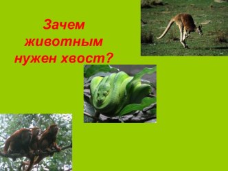 Зачем животным нужен хвост?