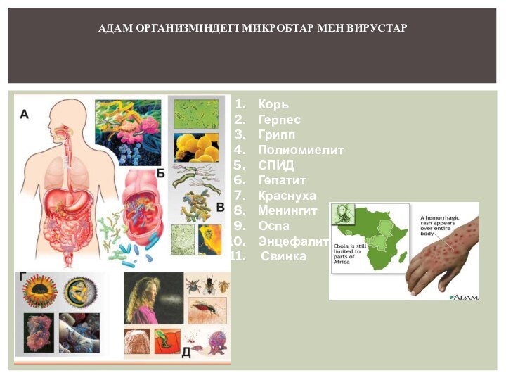 Адам организміндегі микробтар мен вирустарКорьГерпесГриппПолиомиелитСПИДГепатитКраснуха Менингит ОспаЭнцефалит Свинка