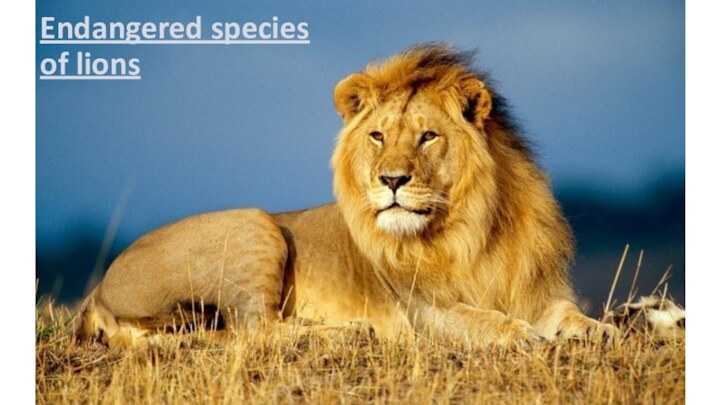 Endangered species of lions