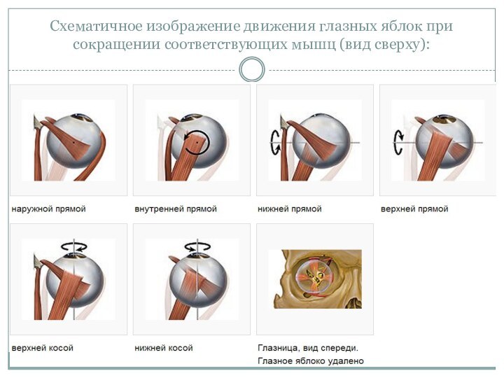 Схематичное изображение движения глазных яблок при сокращении соответствующих мышц (вид сверху):