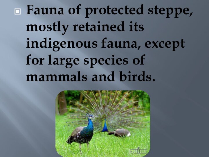 Fauna of protected steppe, mostly retained its indigenous fauna, except for large