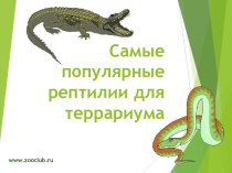 Самые популярные рептилии для террариума