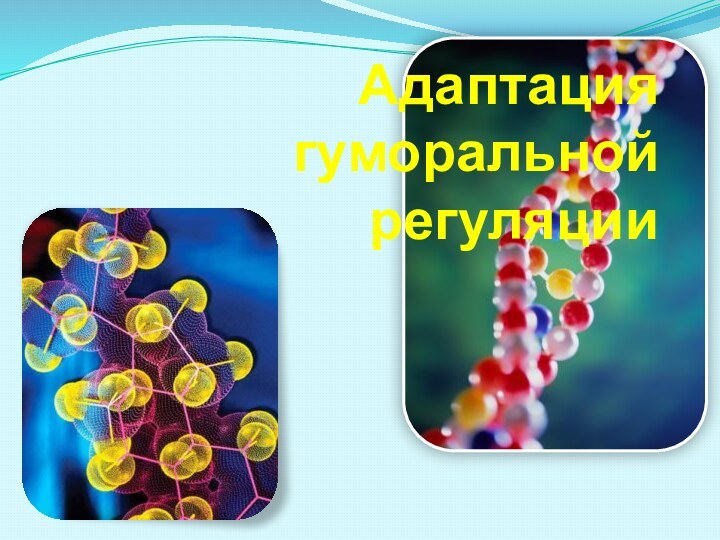 Адаптация гуморальной регуляции