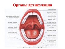 Органы артикуляции