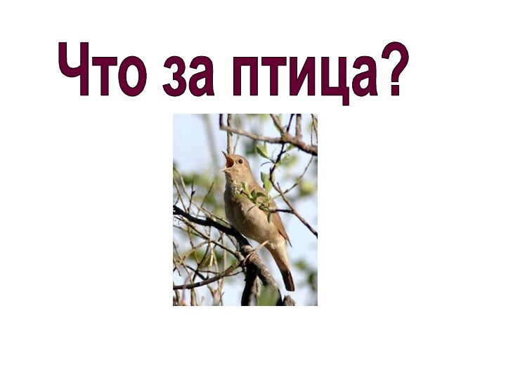 СоловейЧто за птица?