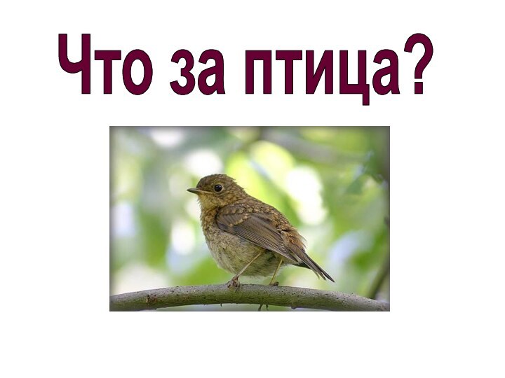 СлавкаЧто за птица?