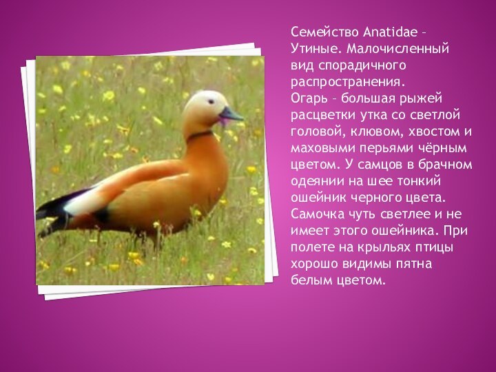 Семейство Anatidae – Утиные. Малочисленный вид спорадичного распространения. Огарь – большая рыжей