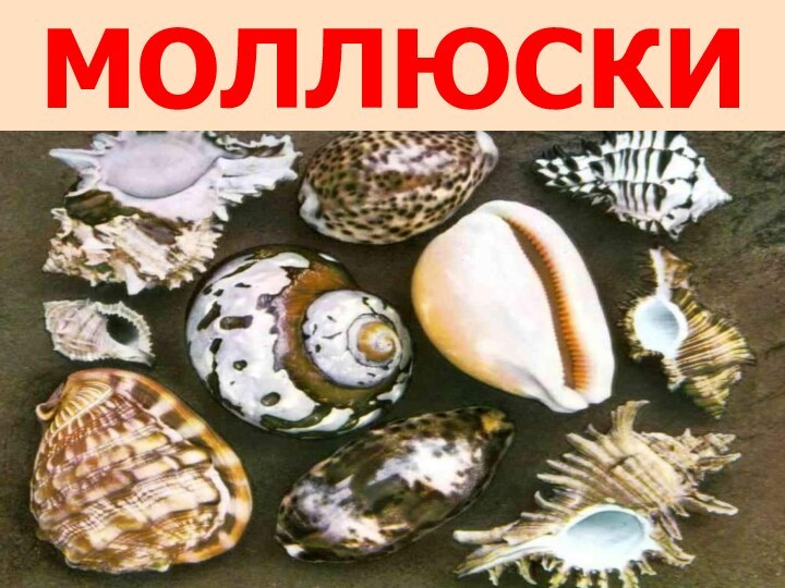 МОЛЛЮСКИ