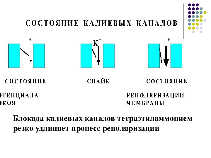 Блокада калиевых каналов тетраэтиламмонием резко удлиняет процесс реполяризации