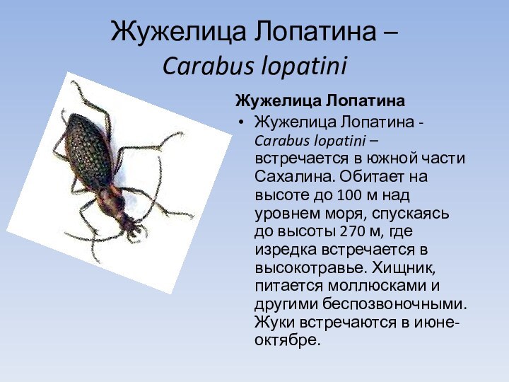 Жужелица Лопатина –  Carabus lopatiniЖужелица ЛопатинаЖужелица Лопатина - Carabus lopatini –