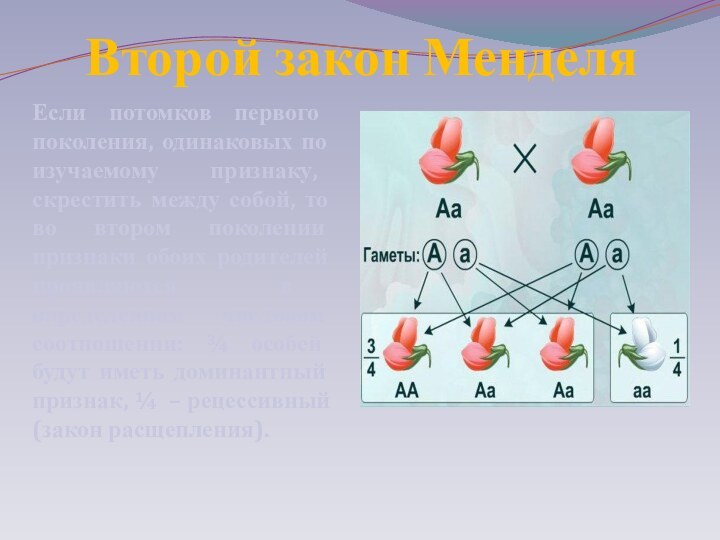 Второй закон МенделяЕсли потомков первого поколения, одинаковых по изучаемому признаку, скрестить между