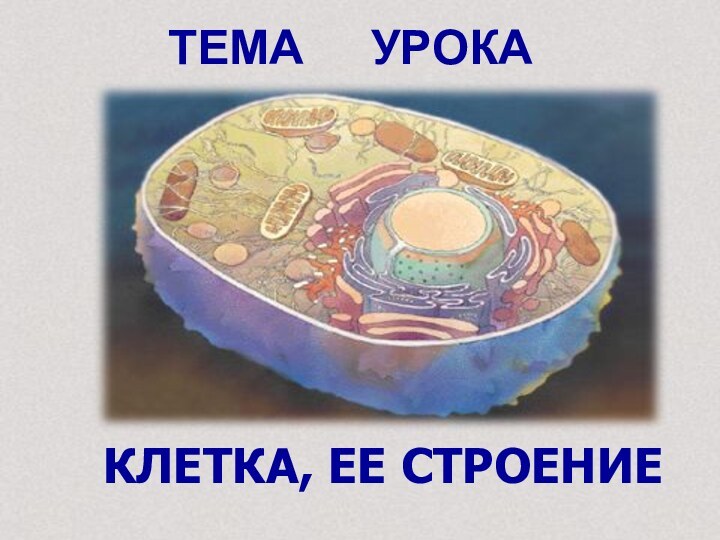 ТЕМА   УРОКАКЛЕТКА, ЕЕ СТРОЕНИЕ