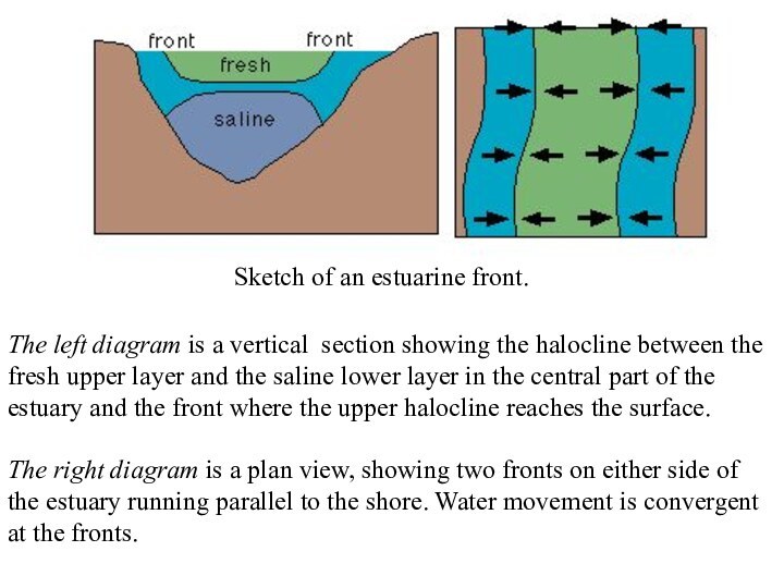 Sketch of an estuarine front. The left diagram is a vertical section