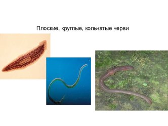 Виды червей