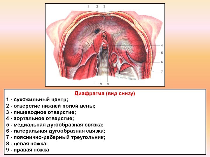 Диафрагма (вид снизу)1 - сухожильный центр; 2 - отверстие нижней полой вены;